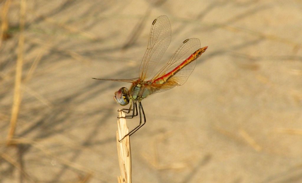 Sympetrum sanguineum o depressiusculum?